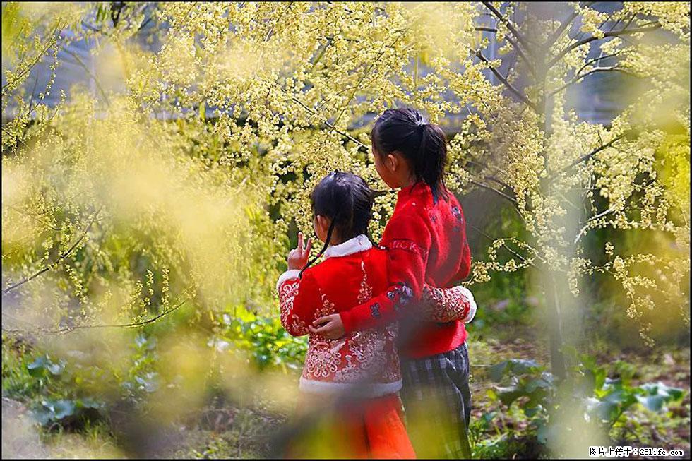【春天,广西桂林灌阳县向您发出邀请!】米珠山前有片山苍子花在飘香 - 游山玩水 - 舟山生活社区 - 舟山28生活网 zhoushan.28life.com