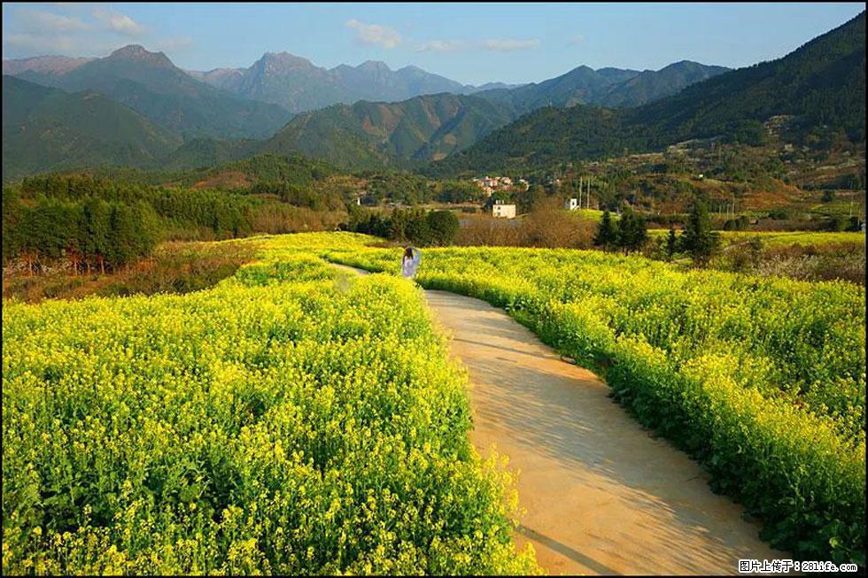 【春天,广西桂林灌阳县向您发出邀请!】长坪村油菜盛情花开 - 游山玩水 - 舟山生活社区 - 舟山28生活网 zhoushan.28life.com