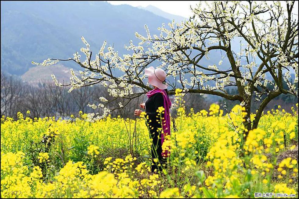 【春天,广西桂林灌阳县向您发出邀请!】长坪村油菜盛情花开 - 游山玩水 - 舟山生活社区 - 舟山28生活网 zhoushan.28life.com