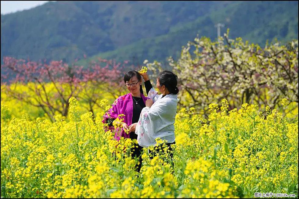 【春天,广西桂林灌阳县向您发出邀请!】长坪村油菜盛情花开 - 游山玩水 - 舟山生活社区 - 舟山28生活网 zhoushan.28life.com