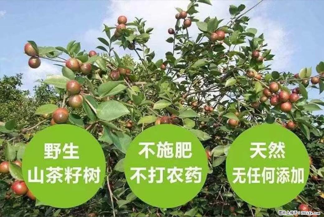 【灌阳县油茶产业示范区】一个有着充实的精神生活的人,对待身外之物自会有一种淡泊的态度 - 土特产 - 饮食特产 - 舟山分类信息 - 舟山28生活网 zhoushan.28life.com