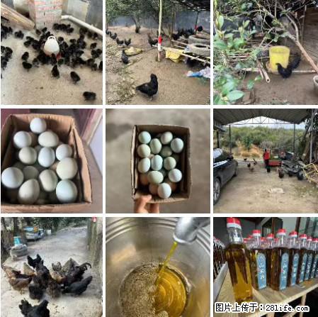 油茶园从小鸡仔开始养起的纯土鸡、土鸡蛋可以预定啦!还有前几天刚榨的纯山茶油哦 - 美食天地 - 舟山生活社区 - 舟山28生活网 zhoushan.28life.com