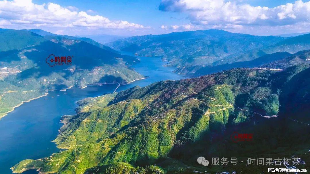 时间果百年古树龙珠普洱生茶 - 购物交流 - 舟山生活社区 - 舟山28生活网 zhoushan.28life.com