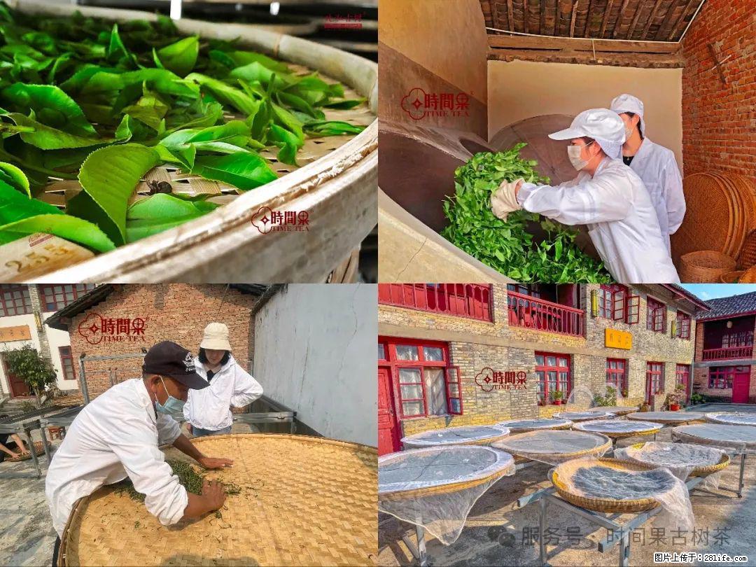 时间果百年古树龙珠普洱生茶 - 购物交流 - 舟山生活社区 - 舟山28生活网 zhoushan.28life.com