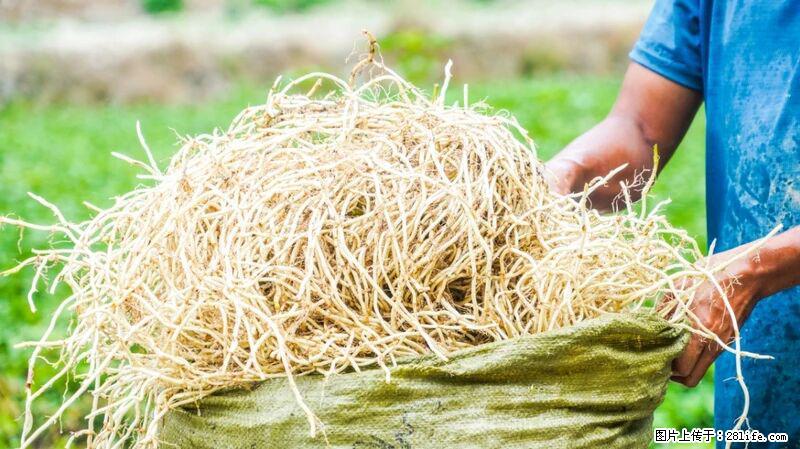 堪称“最难吃”的蔬菜，却是 “抗辐射神器”，还能护肺、清热、止咳化痰！ - 舟山生活资讯 - 舟山28生活网 zhoushan.28life.com