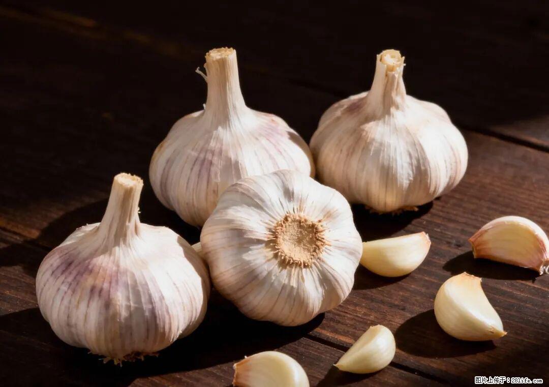 关于大蒜，除了“天然抗生素”，这4个谣言更该警惕! - 舟山生活资讯 - 舟山28生活网 zhoushan.28life.com