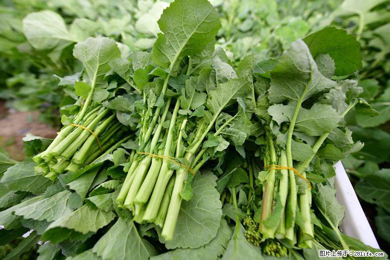 这些蔬菜是“天然钙片”，这6种被医生重点推荐 - 舟山生活资讯 - 舟山28生活网 zhoushan.28life.com